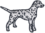Dalmation #145