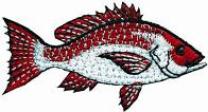 Red Snapper #119