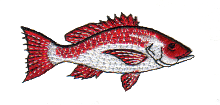 Red Snapper